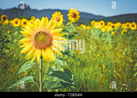 Golden girasoli nel campo estivo, con montagne visto all'orizzonte. Foto Stock