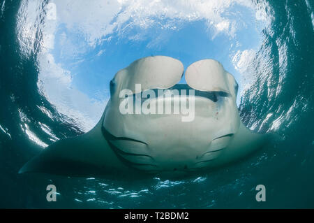 Manta ray alimentazione su copepods in Hanifaru Bay Area, Maldive. Foto Stock