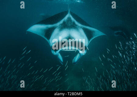 Manta ray alimentazione su copepods in Hanifaru Bay Area, Maldive. Foto Stock