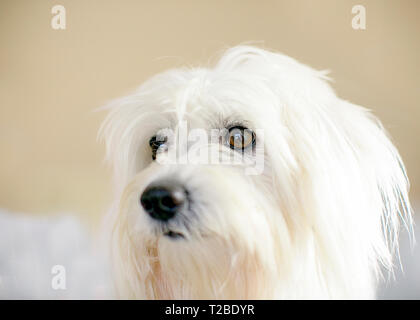 In prossimità di grandi brown eyed cane bianco Foto Stock