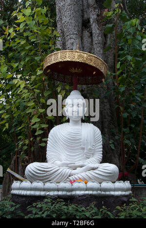 Chiang Mai Thailandia, statua di Buddha sotto agli alberi al Wat umong mahathera chan Foto Stock