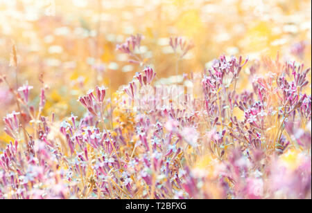 Campo di un rosa fiori selvatici, poco delicati fiori nella luce del sole, abstract sfondo naturale, la bellezza della natura a molla Foto Stock
