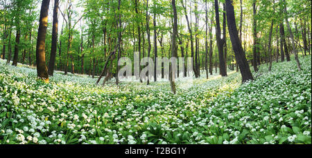 Foresta di primavera con la fioritura di fiori bianchi. Aglio selvatico Foto Stock