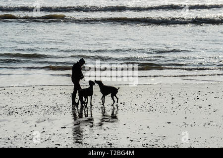 01/04/2019 Dog walkers sul Paignton Sands, Paignton, Devon. Come20190401A-005 C Foto Stock