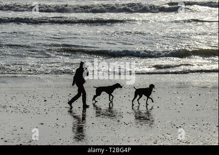 01/04/2019 Dog walkers sul Paignton Sands, Paignton, Devon. Come20190401A-006 C Foto Stock