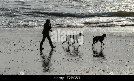 01/04/2019 Dog walkers sul Paignton Sands, Paignton, Devon. Come20190401A-007 C Foto Stock