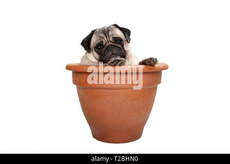 Carino dolce pug dog sitter in pianta di terracotta pot, isolati su sfondo bianco Foto Stock