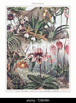 Orchidee - tabella illustrata e restaurato da Meyers Konversations-Lexikon 5. edizione (1893-1901), enciclopedia universale in lingua tedesca. Foto Stock