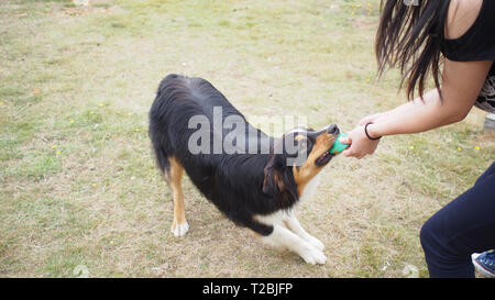 Giocoso pastore australiano cane rimorchiatore di guerra Foto Stock