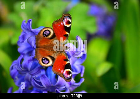 Farfalla pavone poggiante su giacinto Foto Stock