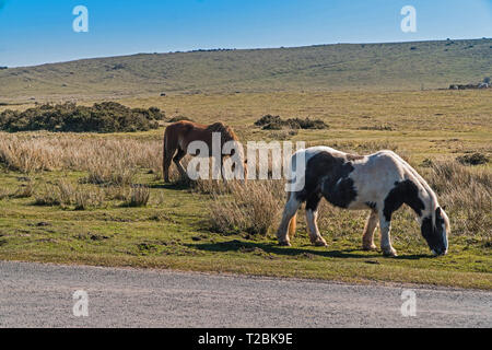 Pony di montagna il pascolo presso la banchina, Hay-on-Wye POWYS REGNO UNITO. Marzo 2019 Foto Stock