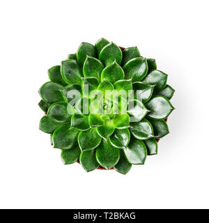 Piante succulente isolati su sfondo bianco percorso di clipping incluso. Design floreale elemento. Vista superiore, laici piatta Foto Stock