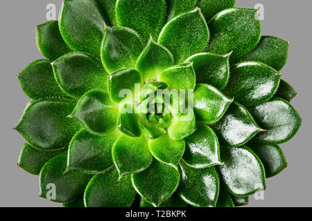 Piante succulente isolato su sfondo grigio percorso di clipping incluso. Design floreale elemento e biglietto di auguri. Vista superiore, laici piatta Foto Stock