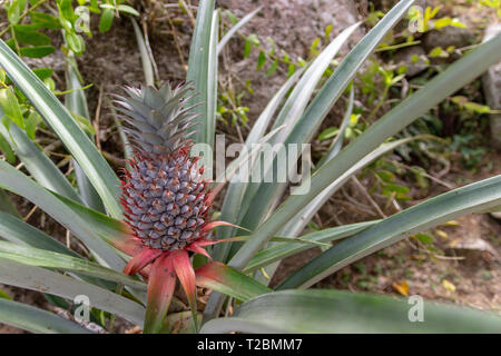 Eco di ananas piccola frutta crescendo nella struttura ad albero Foto Stock