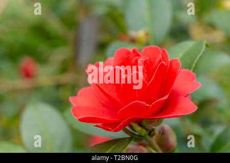 Close-up di un rosso Camellia libertà Bell (japanese camellia) con foglie verdi. Vista di un rosso Camellia Flower. Foto Stock