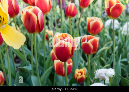 Fantastica rosso e arancione i tulipani in primavera, la California del Sud Foto Stock