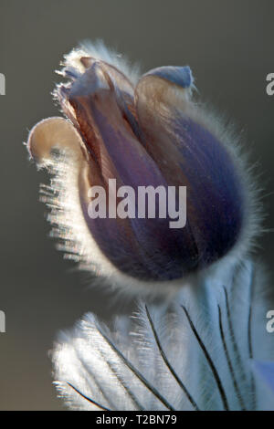 Rare e protette bellissima pulsatilla patens che fiorisce in foresta finlandese è finita. Fiore ha andato brown Foto Stock