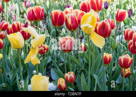 Fantastica rosso e arancione i tulipani in primavera, la California del Sud Foto Stock