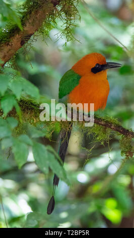 Arancione e verde ampia fatturati Motmot si fonde la tettoia di una foresta tropicale mentre è seduto un muschio coperto il ramo Foto Stock