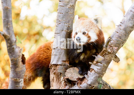 Un panda rosso cercando tra i rami di un albero Foto Stock