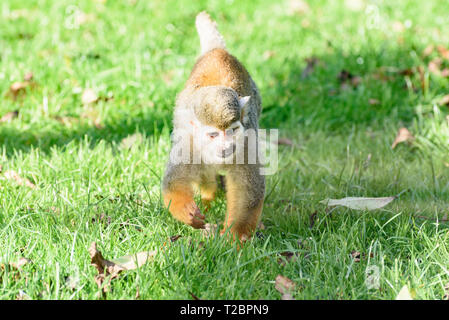 Una Scimmia di scoiattolo in esecuzione attraverso l'erba in una giornata di sole Foto Stock