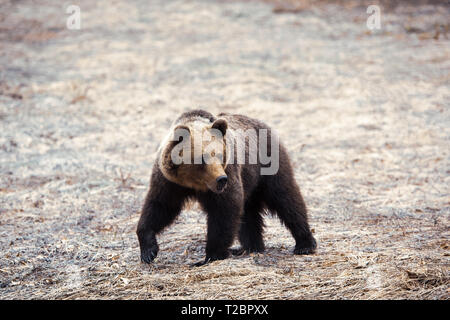 Wild orso bruno in monti Bieszczady, Polonia. Enorme orso dei Carpazi si è svegliato dal letargo invernale ed è in cerca di cibo in primavera Foto Stock