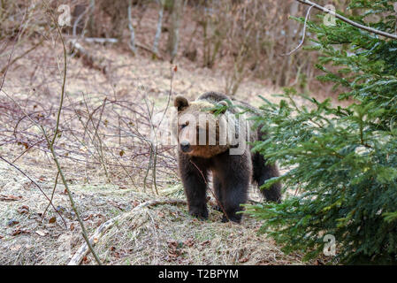 Wild orso bruno in monti Bieszczady, Polonia. Enorme orso dei Carpazi si è svegliato dal letargo invernale ed è in cerca di cibo in primavera Foto Stock