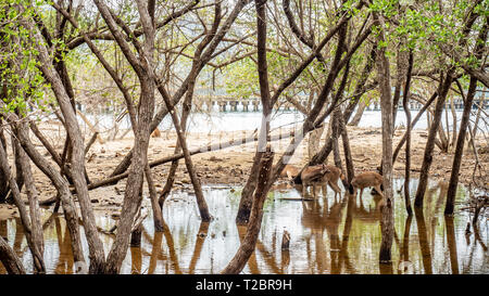 Il Iavan rusa, Sunda sambar cervi (doe e fawn) in uno stagno nella foresta di Rinca isola nel Parco Nazionale di Komodo. Animali di Indonesia e Timor orientale Foto Stock