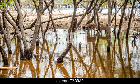 Il Iavan rusa, Sunda sambar cervi (doe e fawn) in uno stagno nella foresta di Rinca isola nel Parco Nazionale di Komodo. Animali di Indonesia e Timor orientale Foto Stock