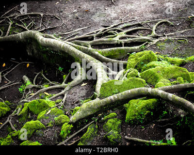 Surreale magia di bosco selvatico in dettagli. Inclinazione albero radici ricoperta da spessi muschio verde contro le piante esotiche sullo sfondo. La lussureggiante vegetazione. Foto Stock