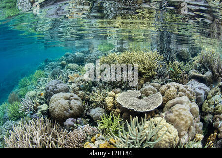 Una splendida barriera corallina prospera in acque poco profonde in Raja Ampat, Indonesia. Questa regione tropicale è noto per le sue spettacolari della biodiversità marina. Foto Stock