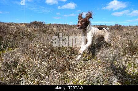 Un English Springer Spaniel corre e molle attraverso brughiera a suonare e a caccia di uccelli. Springer épagneuls hanno un enorme unità per inseguire gli uccelli. Foto Stock
