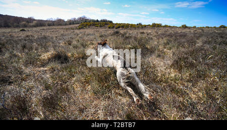 Un English Springer Spaniel corre e molle attraverso brughiera a suonare e a caccia di uccelli. Springer épagneuls hanno un enorme unità per inseguire gli uccelli. Foto Stock