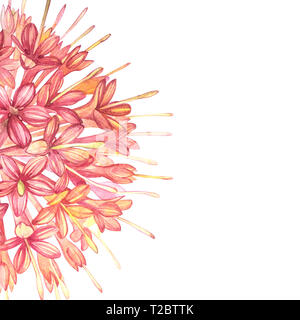 Fiori di colore rosa Gambier estratti vegetali acquerello illustrazioni botaniche Foto Stock