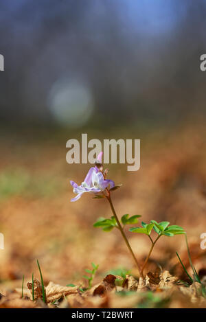 Corydalis cava, violetta fiori di primavera di corydalis Foto Stock