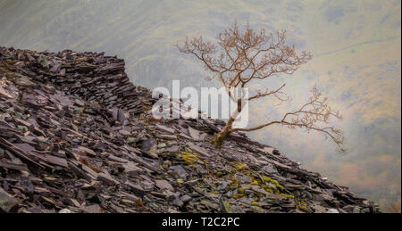 Un lone tree crescono in ardesia bottino di cumuli di Dinorwic Quarry, Llanberis, Snowdonia (Galles, Regno Unito). Foto Stock