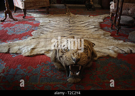 Un incredibile rug fatta con una tigre pelliccia del. L'animale lo sguardo ancora incute timore. Tappeto in stile vittoriano soggiorno. Il National Trust - Lanhydrock Foto Stock