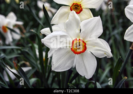 Un primo piano di una splendida daffodil bianco appena sbocciato per l arrivo della stagione primaverile. Inghilterra, Regno Unito fiori. Foto Stock