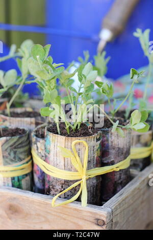 Giovani pianta di piselli dolci. Piantare i piselli dolci autunnali seminato - Lathyrus odoratus - in primavera. REGNO UNITO Foto Stock