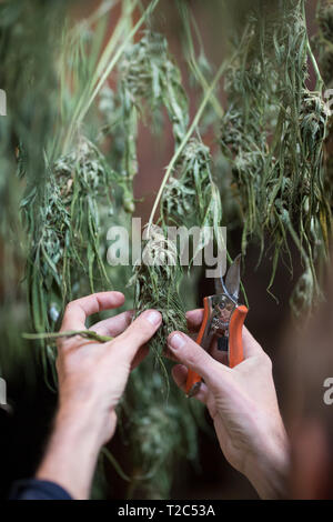 Outdoor marijuana legale crescere. Trimming di cannabis a secco. Serie di Cannabis da seme per la vendita Foto Stock