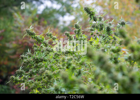 Outdoor marijuana legale crescere. Gran parte rifilato gemme quasi pronto per la mietitura. Serie di Cannabis da seme per la vendita Foto Stock