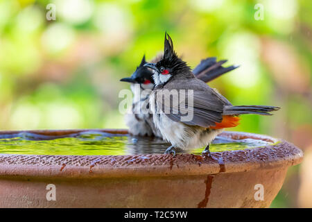 Una coppia di Red-whiskered bulbul appollaiate su un recipiente con una miscela di acqua e sfocato sfondo verde di alberi Foto Stock