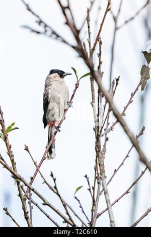 Fuligginosa-intitolata Bulbul appollaiate su un pesce persico del pesco Foto Stock