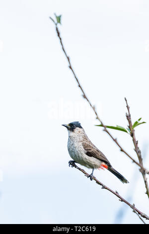 Fuligginosa-intitolata Bulbul appollaiate su un pesce persico del pesco Foto Stock