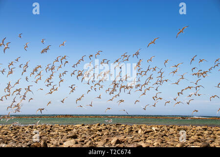 Sciame di gabbiani battenti vicino alla spiaggia in africa Foto Stock