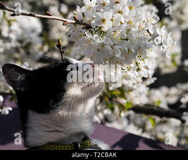 Londra, Regno Unito. 1 apr, 2019. Roly il gatto si crogiola al sole in un altro luminosa giornata di primavera nella capitale. (C) il credito: Paolo Swinney/Alamy Live News Foto Stock