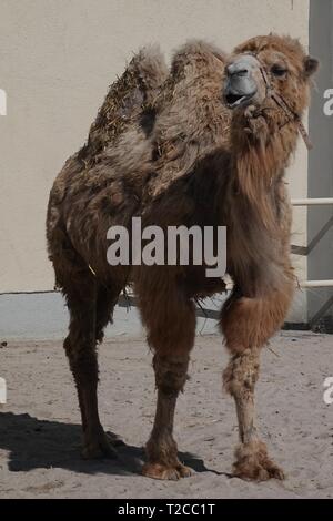 29 marzo 2019, il Land della Baviera, München: un cammello nel contenitore esterno al Kronebau del Circus Krone. Foto: Marie Reichenbach/dpa Foto Stock