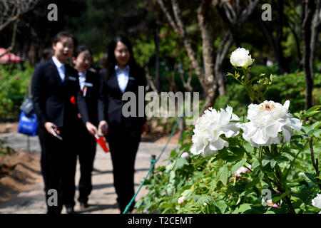 Luoyang, la Cina della Provincia di Henan. 1 apr, 2019. Vista turisti peonia fiori durante la trentasettesima Cina Luoyang Peonia Festival Culturale in Luoyang, centrale cinese della Provincia di Henan, 1 aprile 2019. La trentasettesima Cina Luoyang Peonia festival culturali è stato lanciato dal lunedì al China National Flower Garden in Luoyang. Durante il festival, peonia specie artificiale sotto il tempo di fioritura regolamento hanno raggiunto la loro piena fioritura, mentre altre specie da sinistra a fiore naturalmente hanno anche iniziato a fiorire. Credito: Li Jianan/Xinhua/Alamy Live News Foto Stock