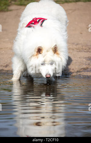 Kidderminster, Regno Unito. 1st aprile 2019. Tempo nel Regno Unito: Il primo giorno di aprile, la popolazione furry di Kidderminster è fuori godendo il bel sole primaverile. Con un cappotto così spesso e furry bianco, questo cane Samoyed interrompe la sua passeggiata per utilizzare un ruscello locale per lap up una bevanda rinfrescante fresca! Credito: Lee Hudson/Alamy Live News Foto Stock