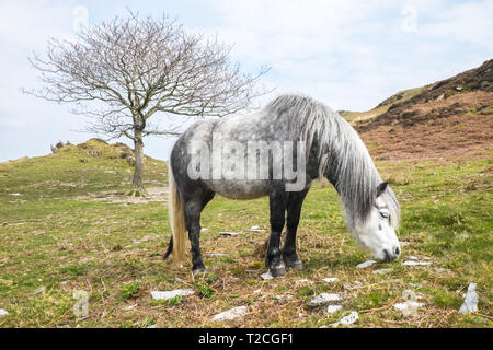 Forno, Ceredigion, Wales, Regno Unito. 1 apr, 2019. Regno Unito: Meteo free roaming cavalli sulla collina sopra Dovey/Dyfi Valley estuario, sopra il villaggio di forno, Ceredigion, Wales, Regno Unito Credito: Paolo Quayle/Alamy Live News Foto Stock